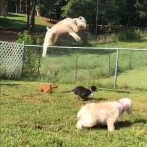 Meet your Posher, Leela